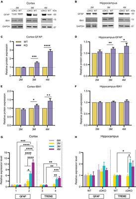 Spatiotemporal patterns of gliosis and neuroinflammation in presenilin 1/2 conditional double knockout mice